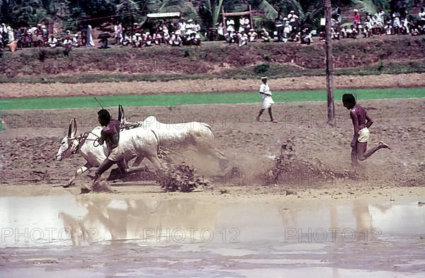 A jockey lying in the racing field in Maramadi or Kalappoottu is a type of cattle race conducted in Kundara Pillaveettil paddy fields in Kollam