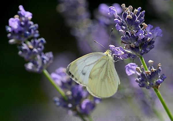 Small cabbage white