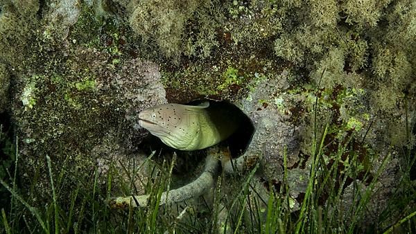 Close-up of Moray lie in the coral reef. Geometric moray