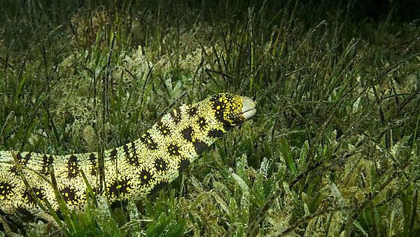 Close-up of Moray slowly swims in green seagrass. Snowflake moray