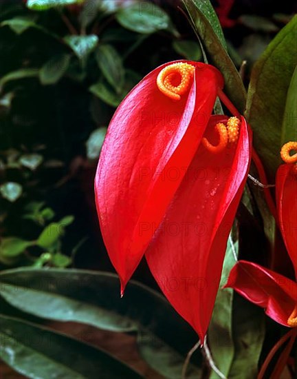 Anthurium sp. tail flowers flamingo flowers and lace leaf flower in Nilgiris