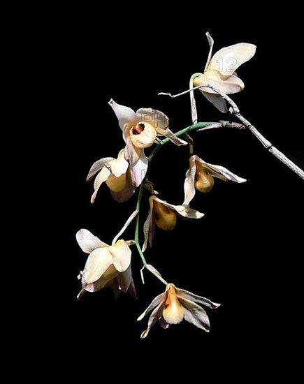 Orchid flower in Nilgiris
