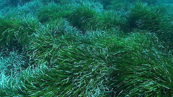 Dense thickets of green marine grass Posidonia