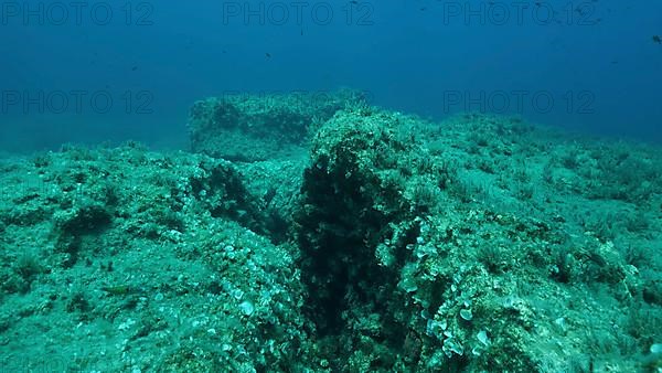 School of fish swims above crack in the seabed over tectonic plates. Tiktanic displacement of plates at the bottom of the sea. Mediterranean underwater seascape. Mediterranean Sea