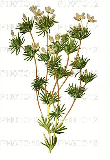 Gilia