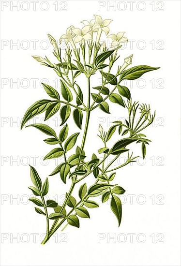 Common jasmine