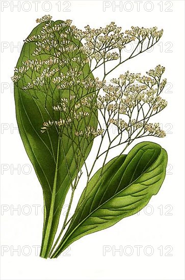 Statice latifolia