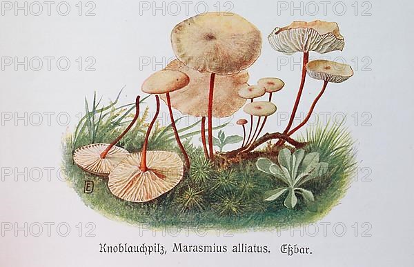 Mushroom