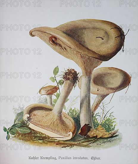 Mushroom