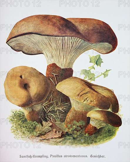 Mushroom