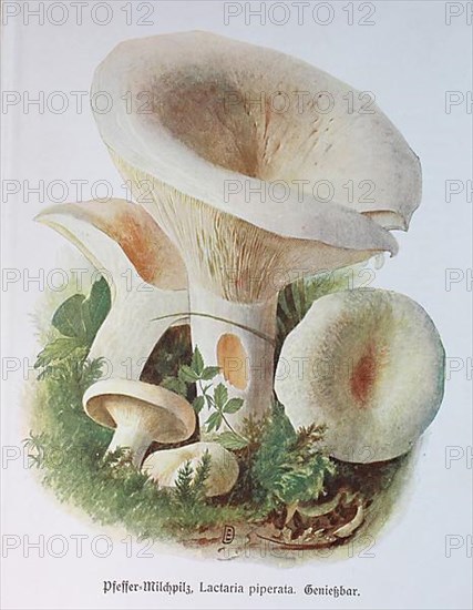 Mushroom