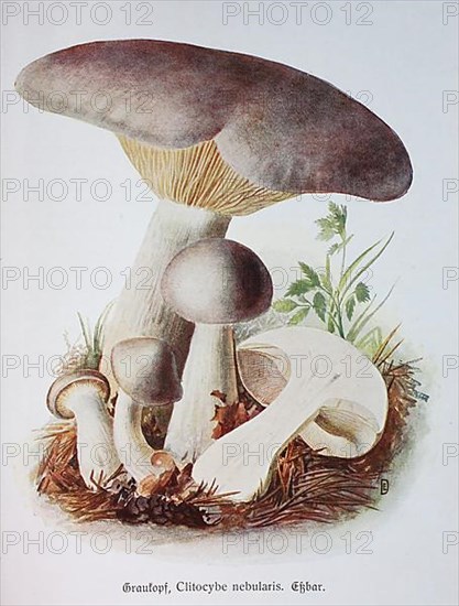 Mushroom