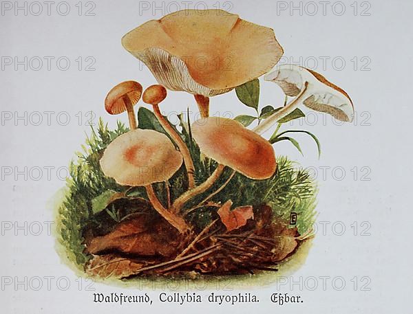 Mushroom