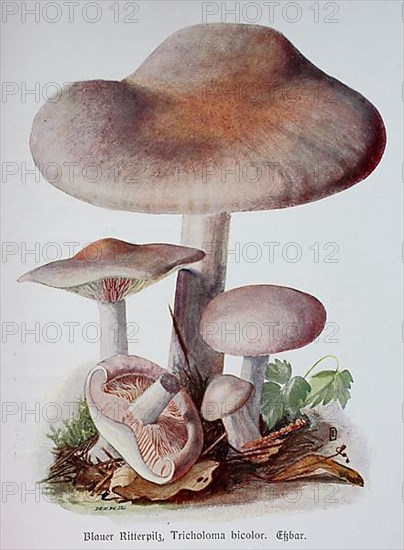 Mushroom