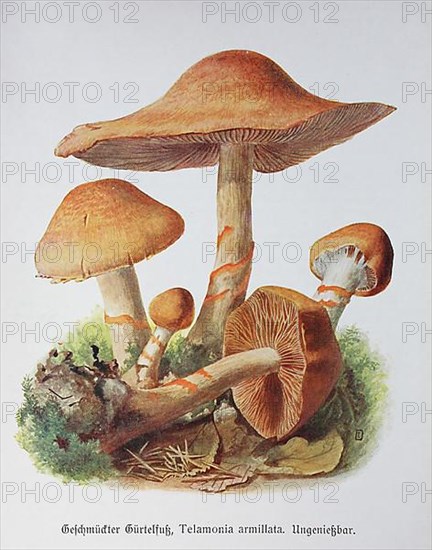 Mushroom