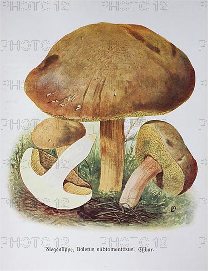 Mushroom