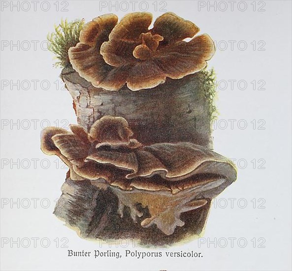 Mushroom