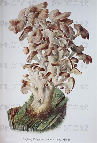 Mushroom