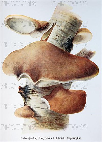 Mushroom