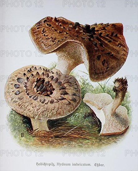 Fungus