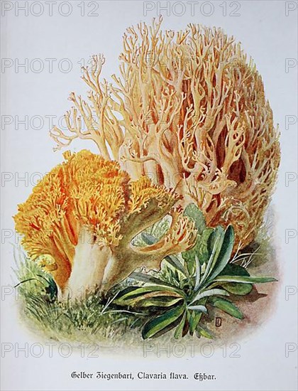 Mushroom