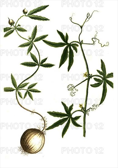 Bryonia sideritidis folio flore caeruleo and Bryonia ceylanica foliis profunde laciniatis