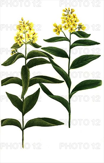 Variants of the plant genus mullein
