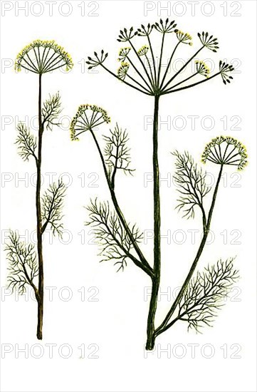 Anethum and Anethum pernambuccanum