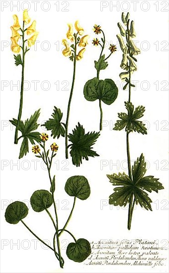 Foliis platani