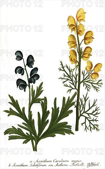 Aconithum coeruleum majus and Aconithum salutifernum
