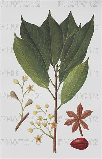 Cola