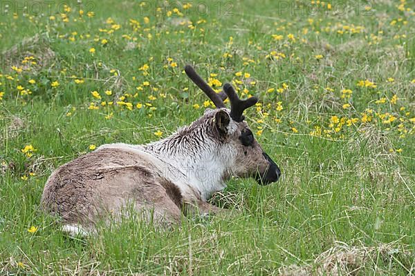 Reindeer