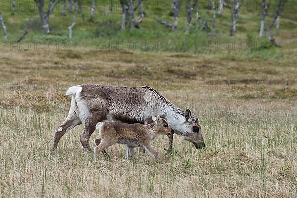 Reindeer