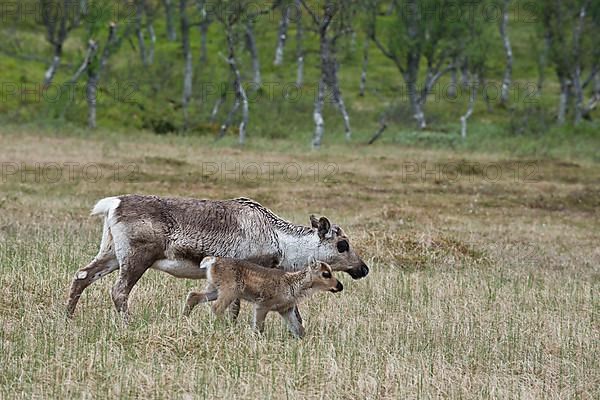 Reindeer
