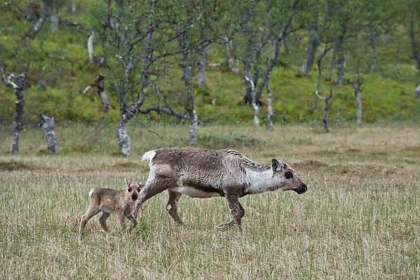 Reindeer