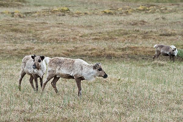 Reindeer
