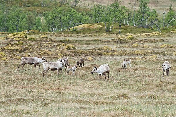 Reindeer