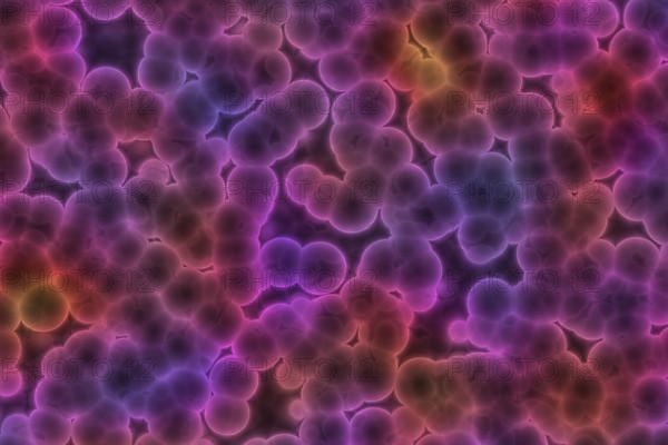 Shape of bacterial cell: cocci