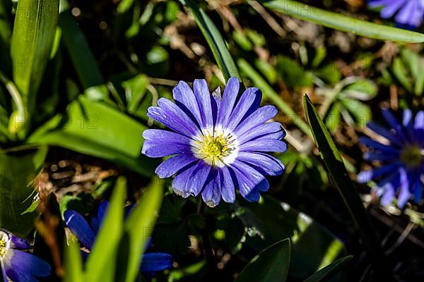 Blue anemone