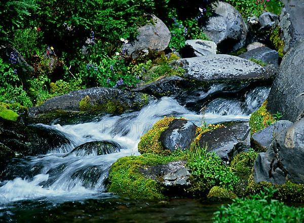Paradise River