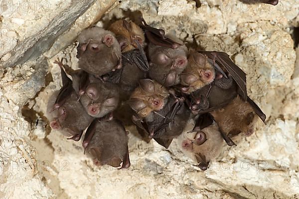 Lesser horseshoe bat