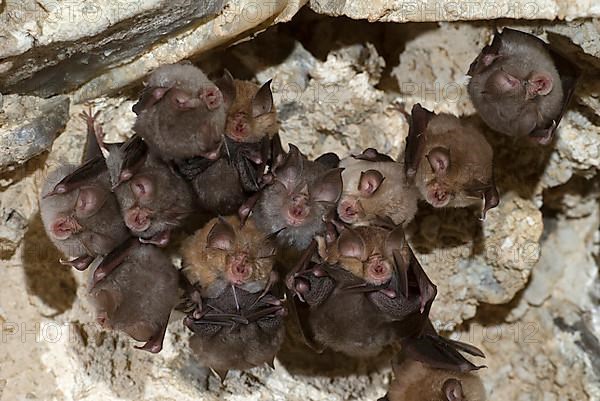 Lesser horseshoe bat