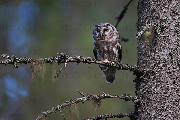 Tengmalm's Owl