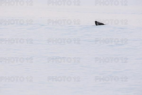 Hooded Crow on a Snowy Beach