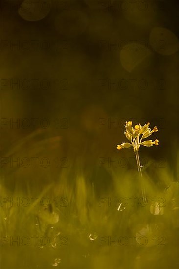Cowslip in the garden