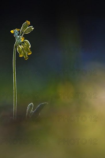 Cowslip