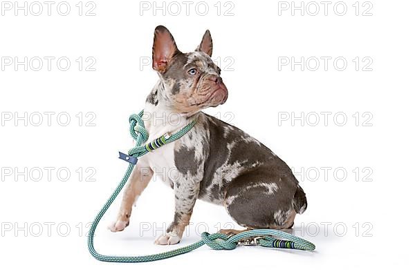 Merle French Bulldog dog wearing real collar with rope retriever leash on white background,