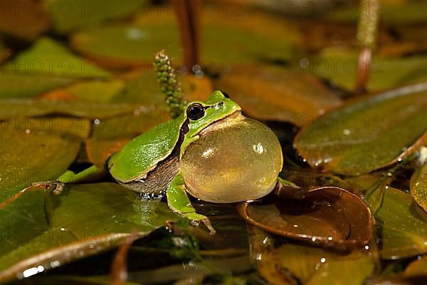 European tree frog,