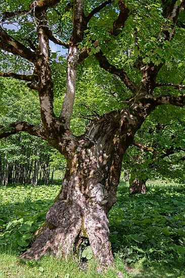 Sycamore maple,