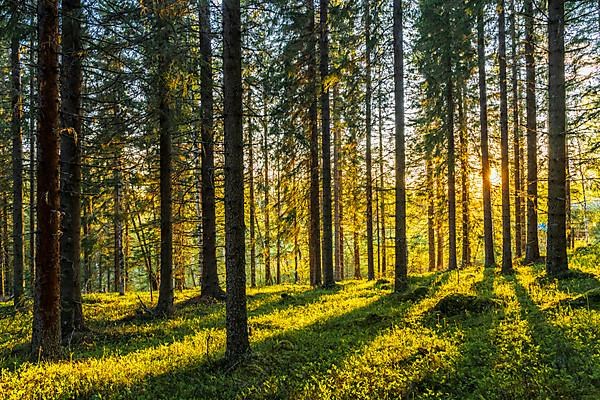 Forest in sundown near Are, Provinz Jaemtlands